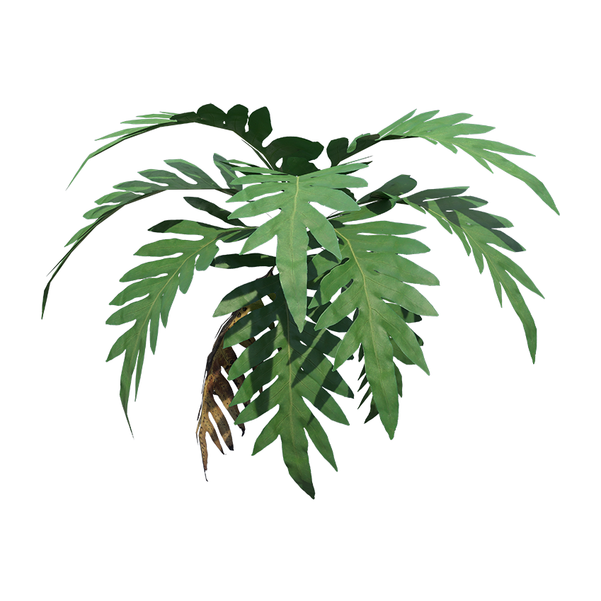 Drynaria spp. - Oakleaf Fern 02